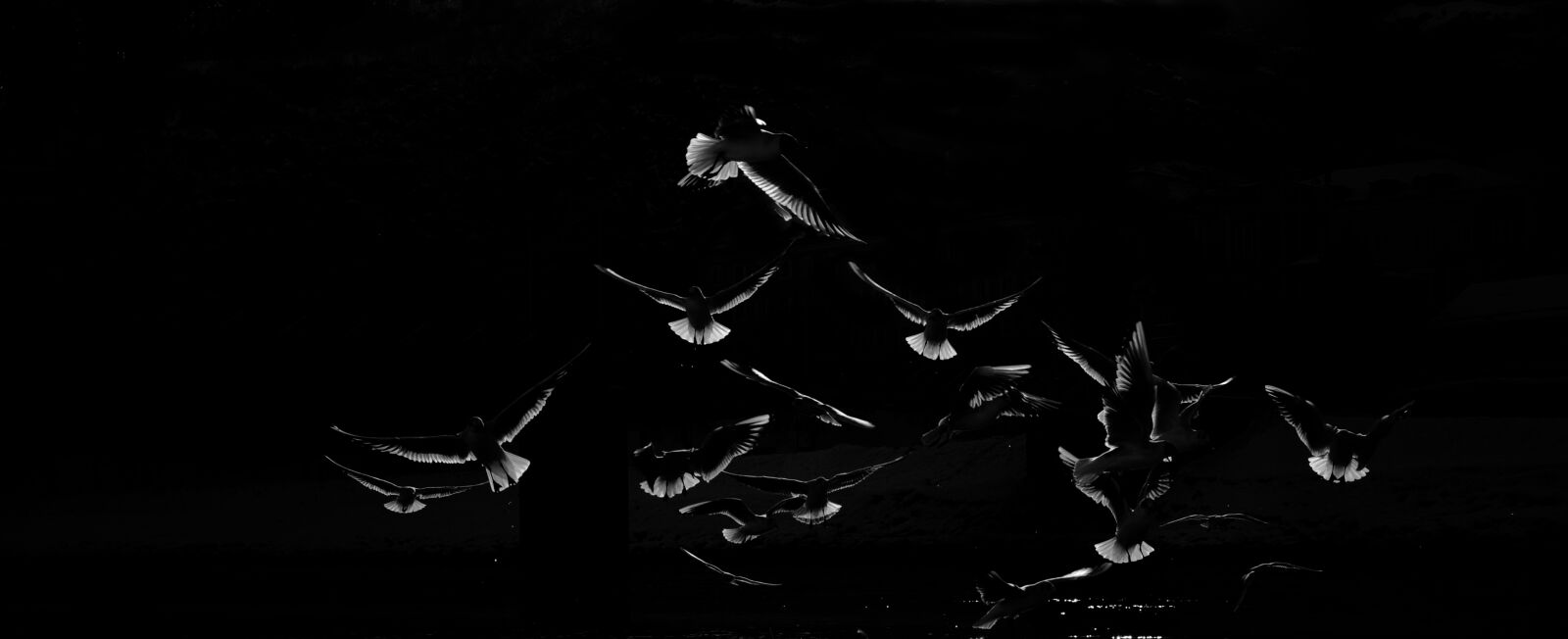 Nikon D90 sample photo. Pigeons, black, white photography