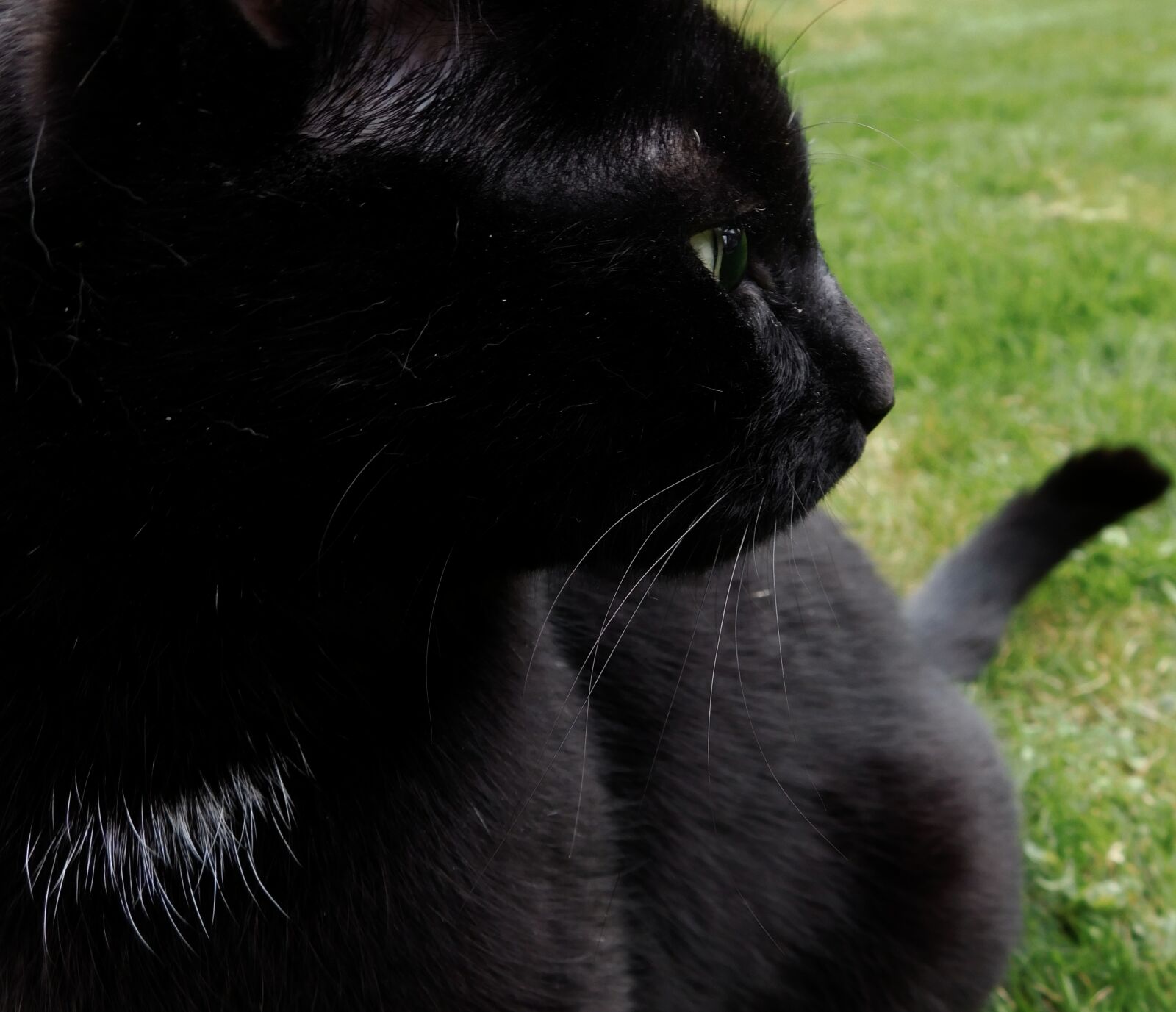 Nikon Coolpix L840 sample photo. Cat, black cat, focused photography