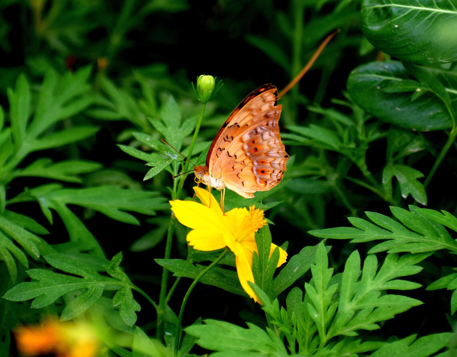 Nikon D3300 sample photo. Plants, green, flowers photography