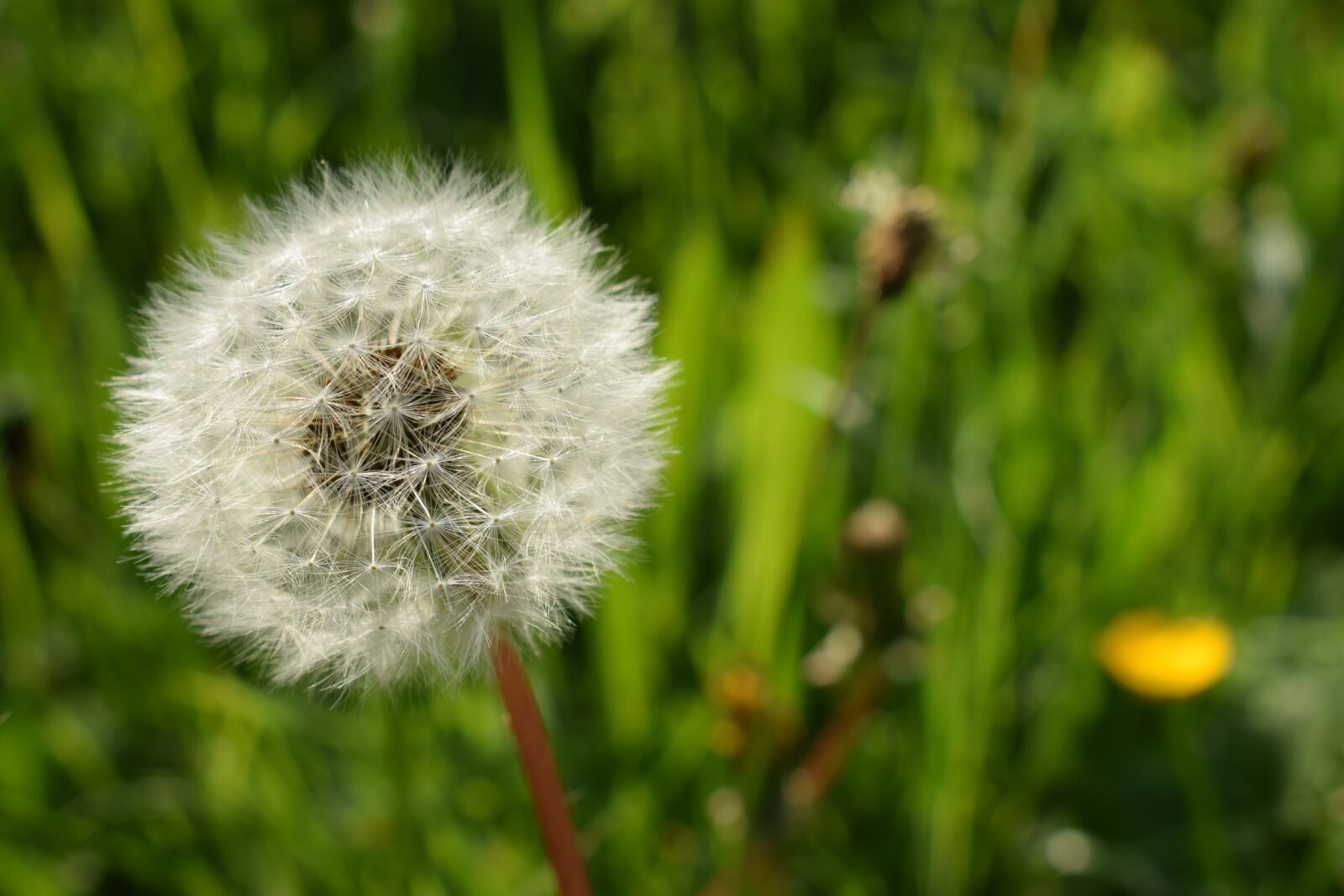 Nikon D5300 sample photo. Dandelion, flower, nature photography