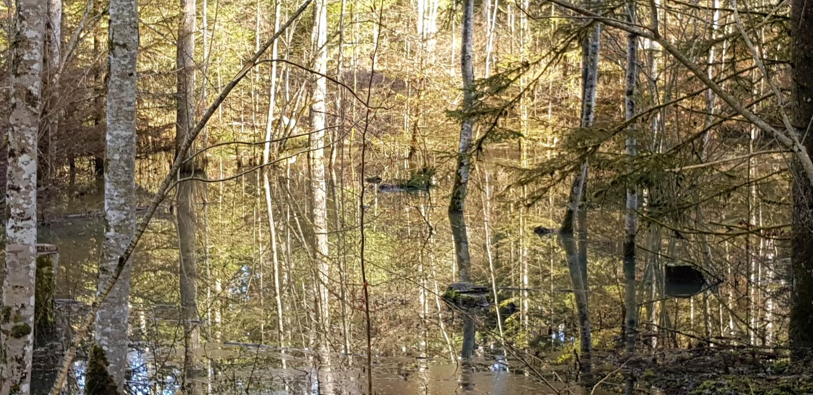 Samsung Galaxy S8 sample photo. Etang du bois de photography