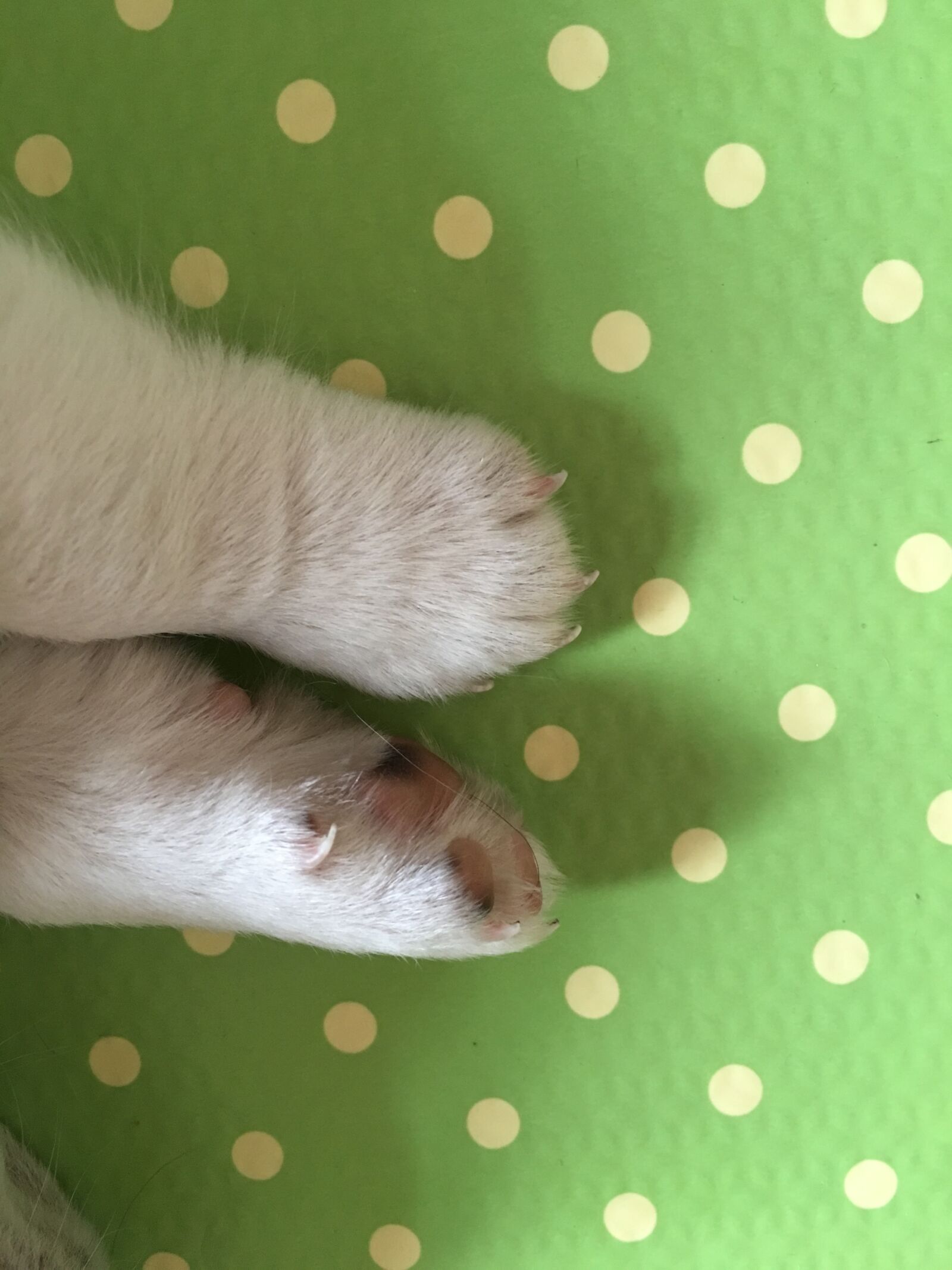 iPhone 6s Plus back camera 4.15mm f/2.2 sample photo. Paw, dog paw, cute photography