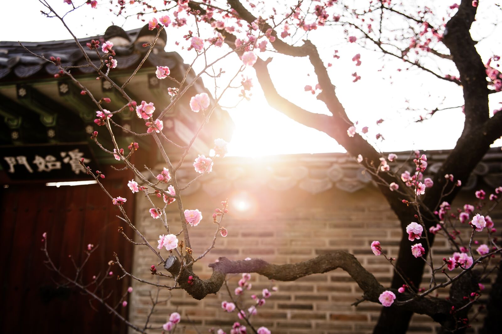 Nikon D700 sample photo. Republic of korea, traditional photography