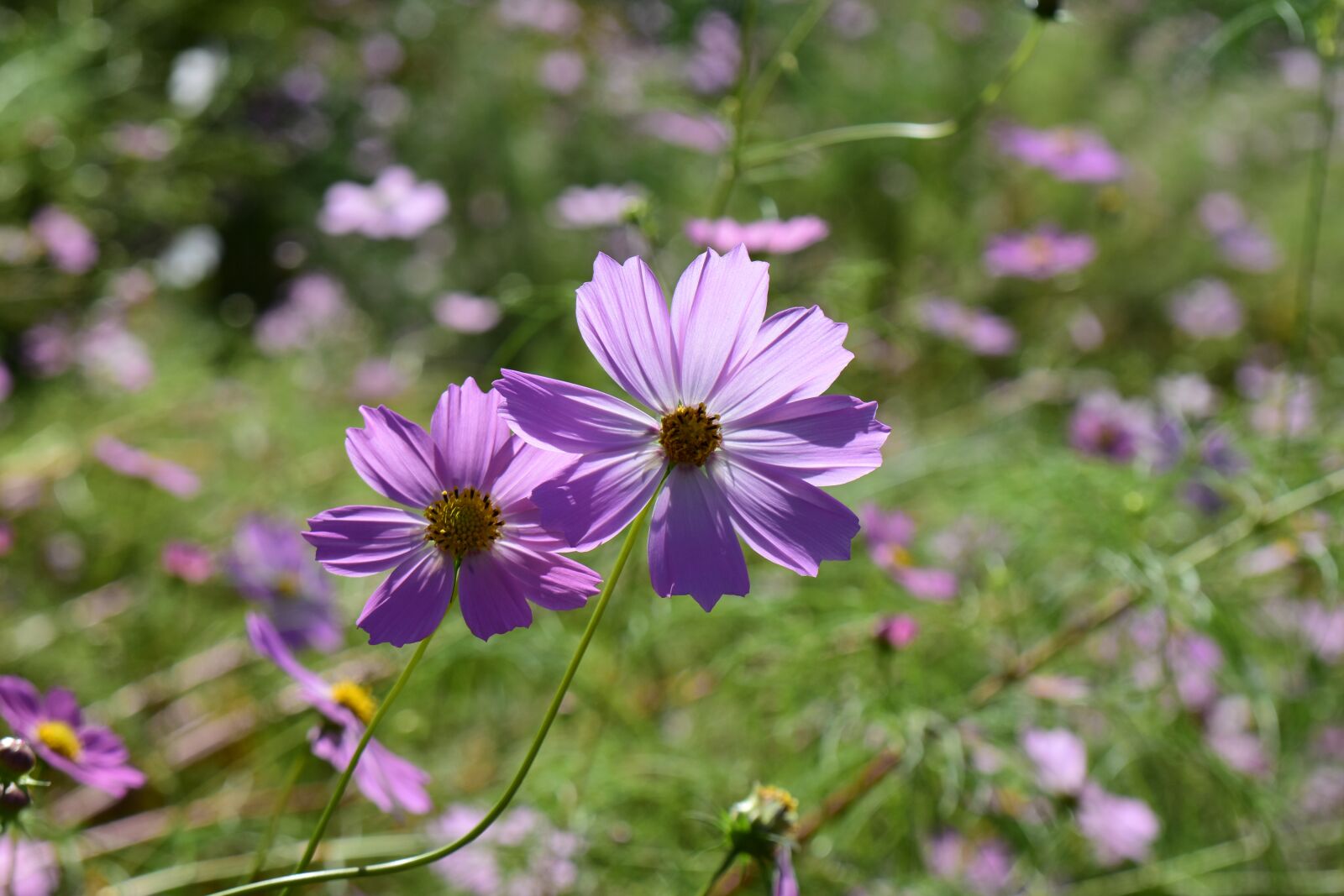 Nikon D7200 sample photo. Cosmos, autumn, pink photography