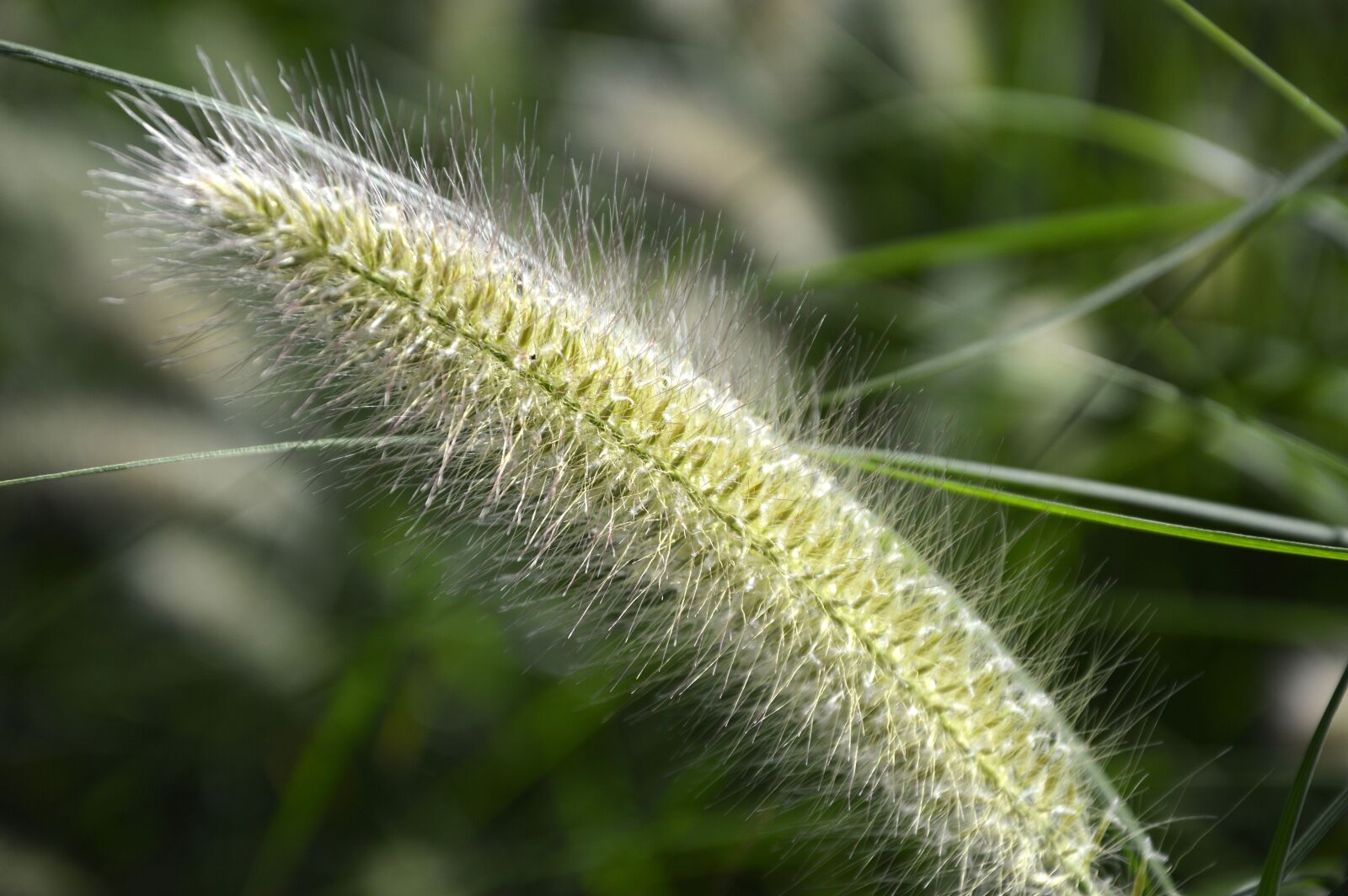 Nikon D3200 sample photo. Grasses, plant, summer photography