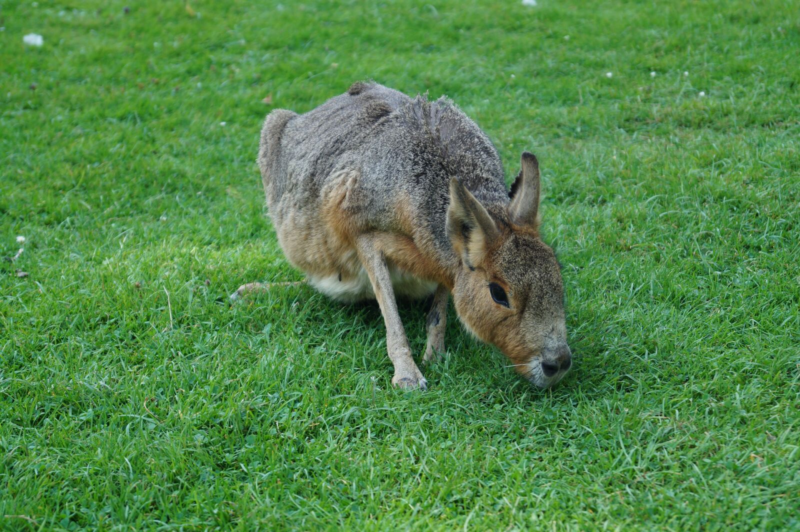 Sony DT 18-55mm F3.5-5.6 SAM II sample photo. Zoo, hare, peacock photography