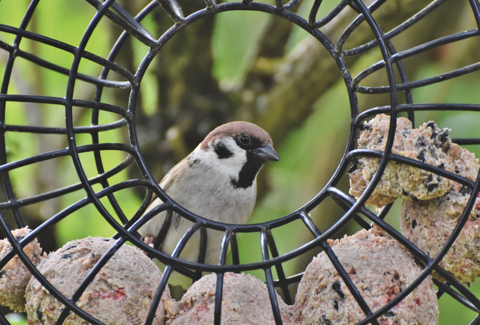 Nikon D7200 sample photo. Sparrow, sperling, bird photography