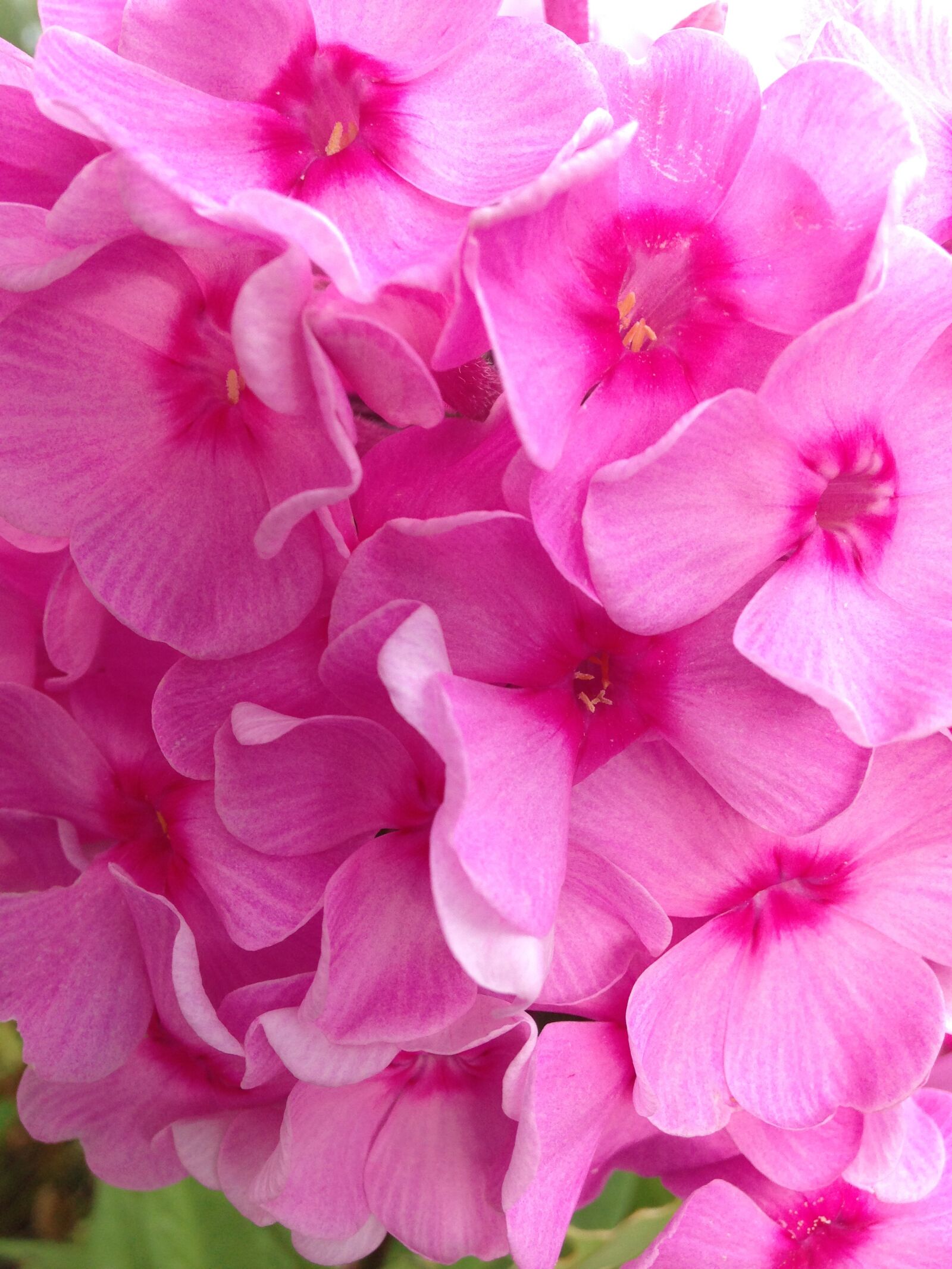 Apple iPhone 5c sample photo. Lavender, flower, nature photography