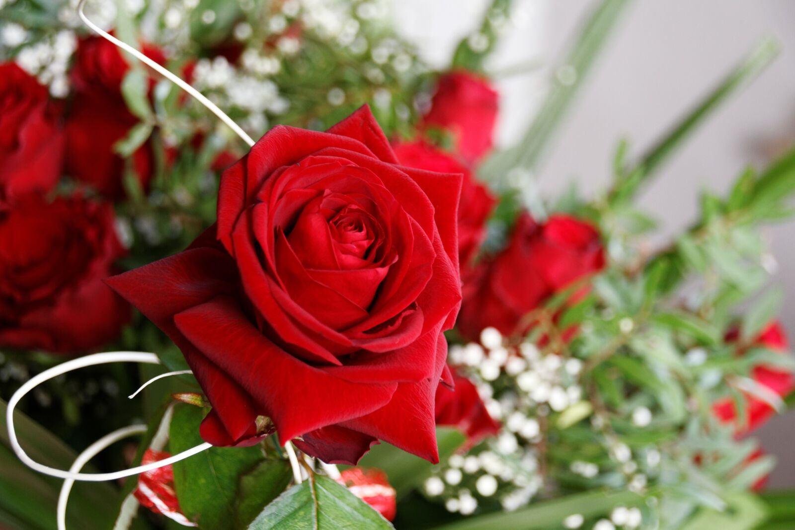 Canon EOS 30D sample photo. Flower, blossom, bloom photography