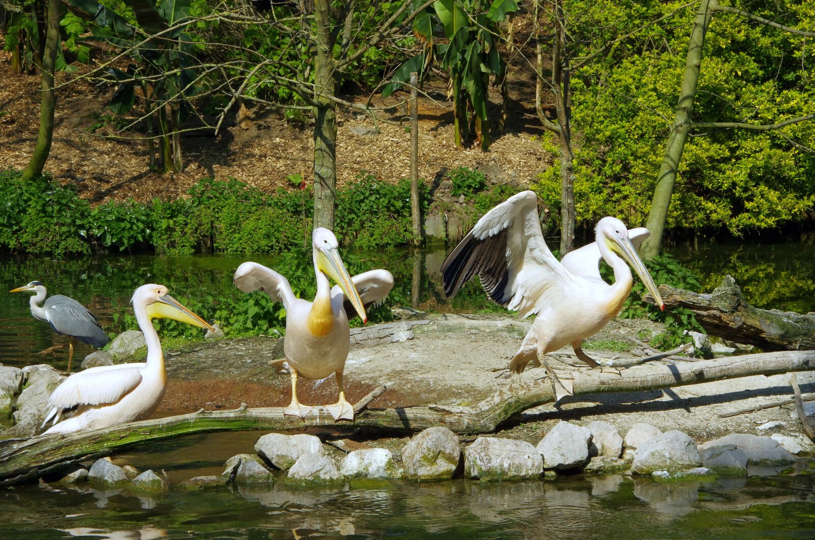 Pentax K-5 sample photo. Pelican, bird, white photography