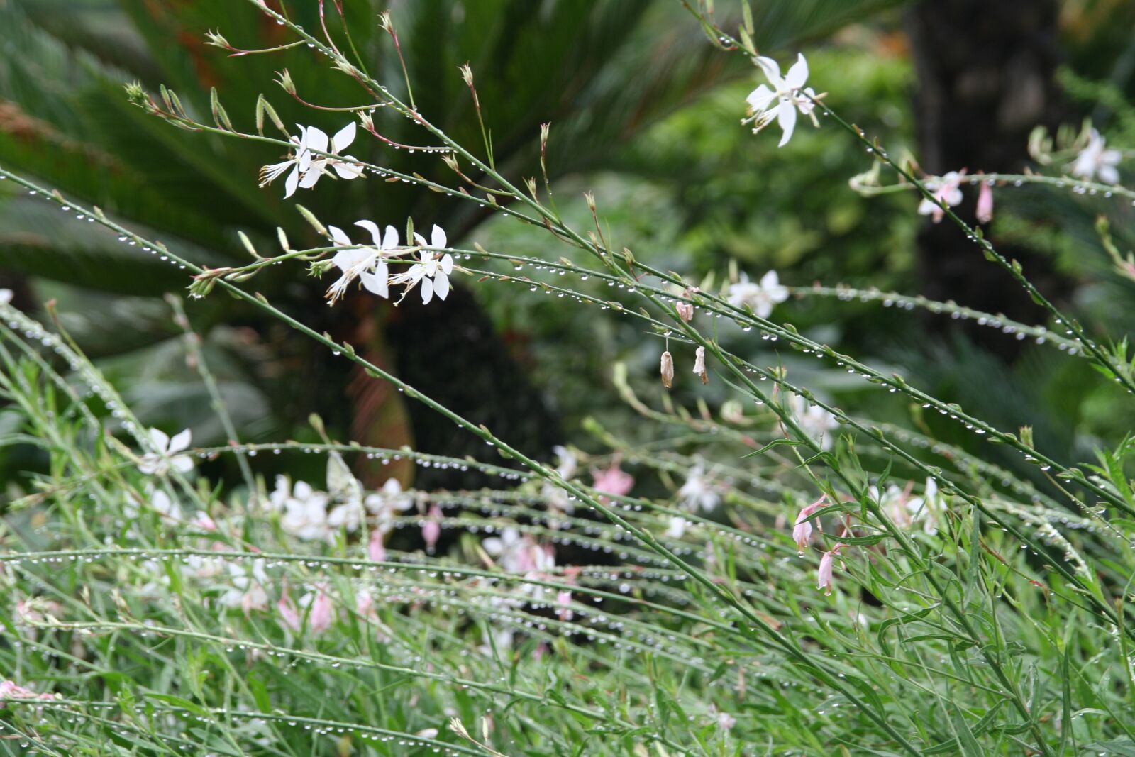 Canon EOS 350D (EOS Digital Rebel XT / EOS Kiss Digital N) sample photo. Botanical garden, raindrops, flowers photography