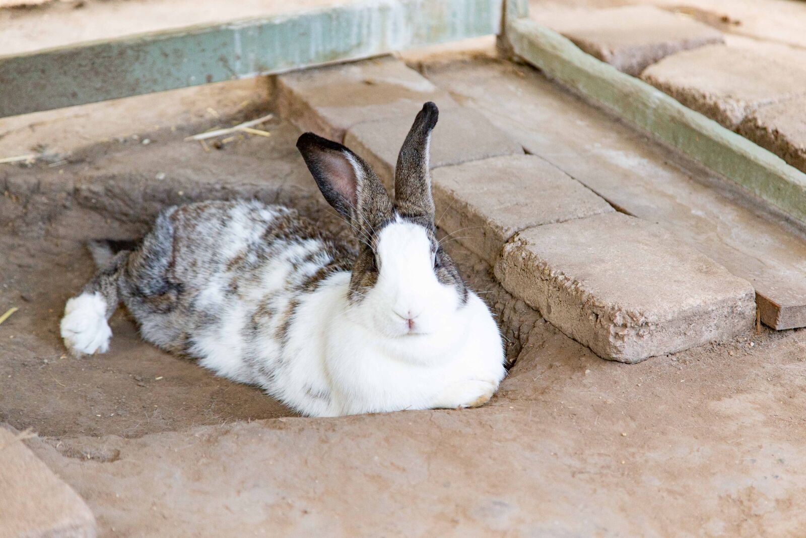 Canon EOS 6D sample photo. Bunny, white, and black photography