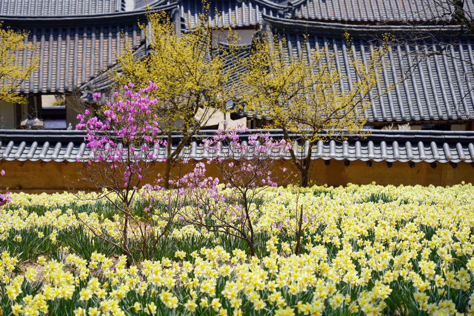 Sony a7R III sample photo. Korea, tile house, daffodil photography