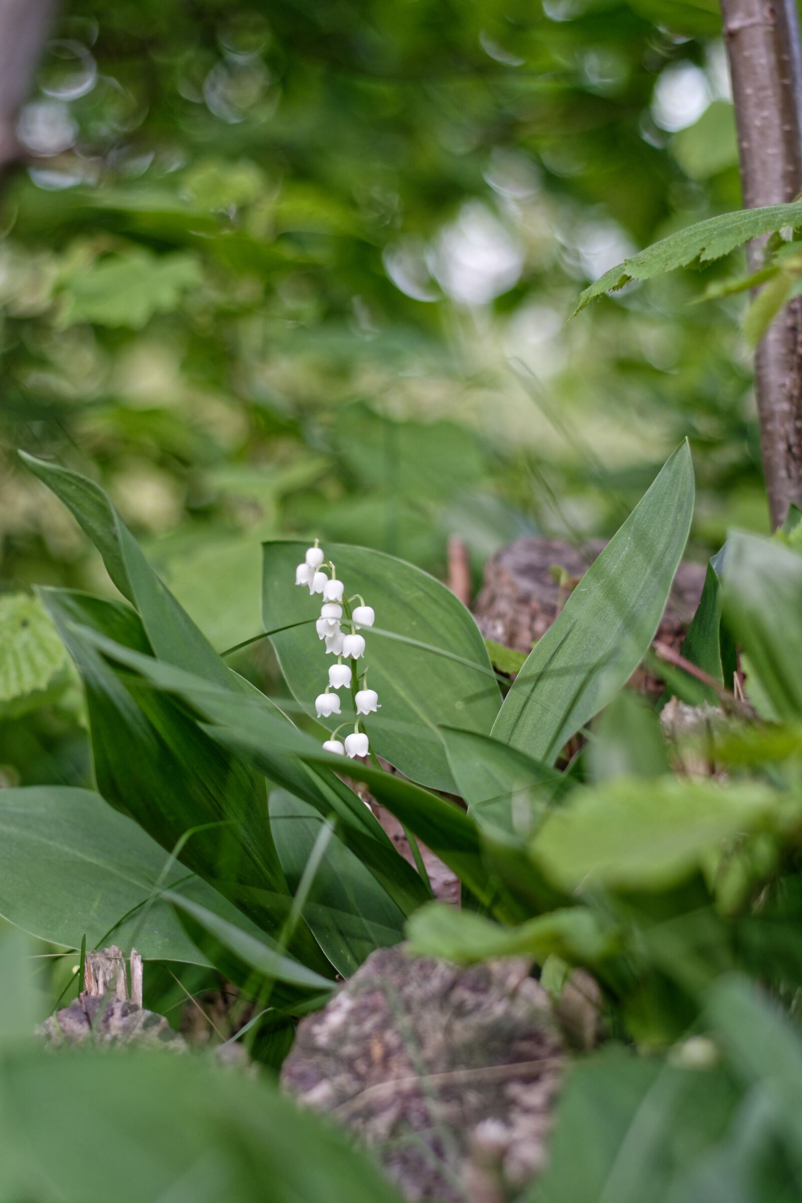 Nikon D5200 sample photo. Lily of the valley photography