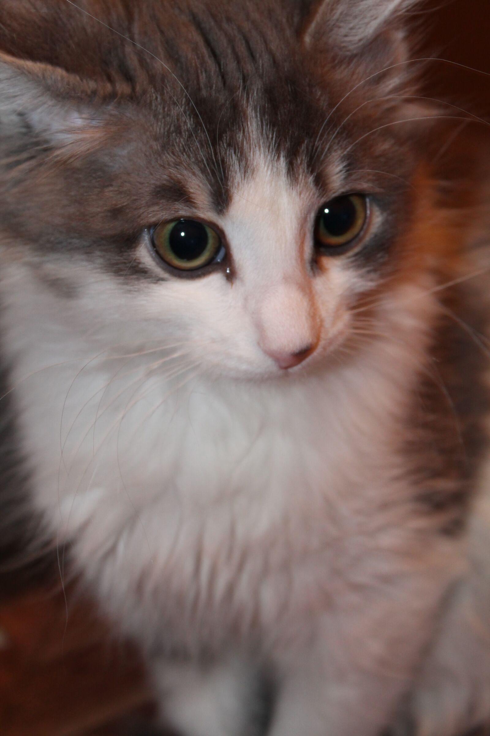 Canon EOS 1100D (EOS Rebel T3 / EOS Kiss X50) sample photo. Cat, kitten, animals photography