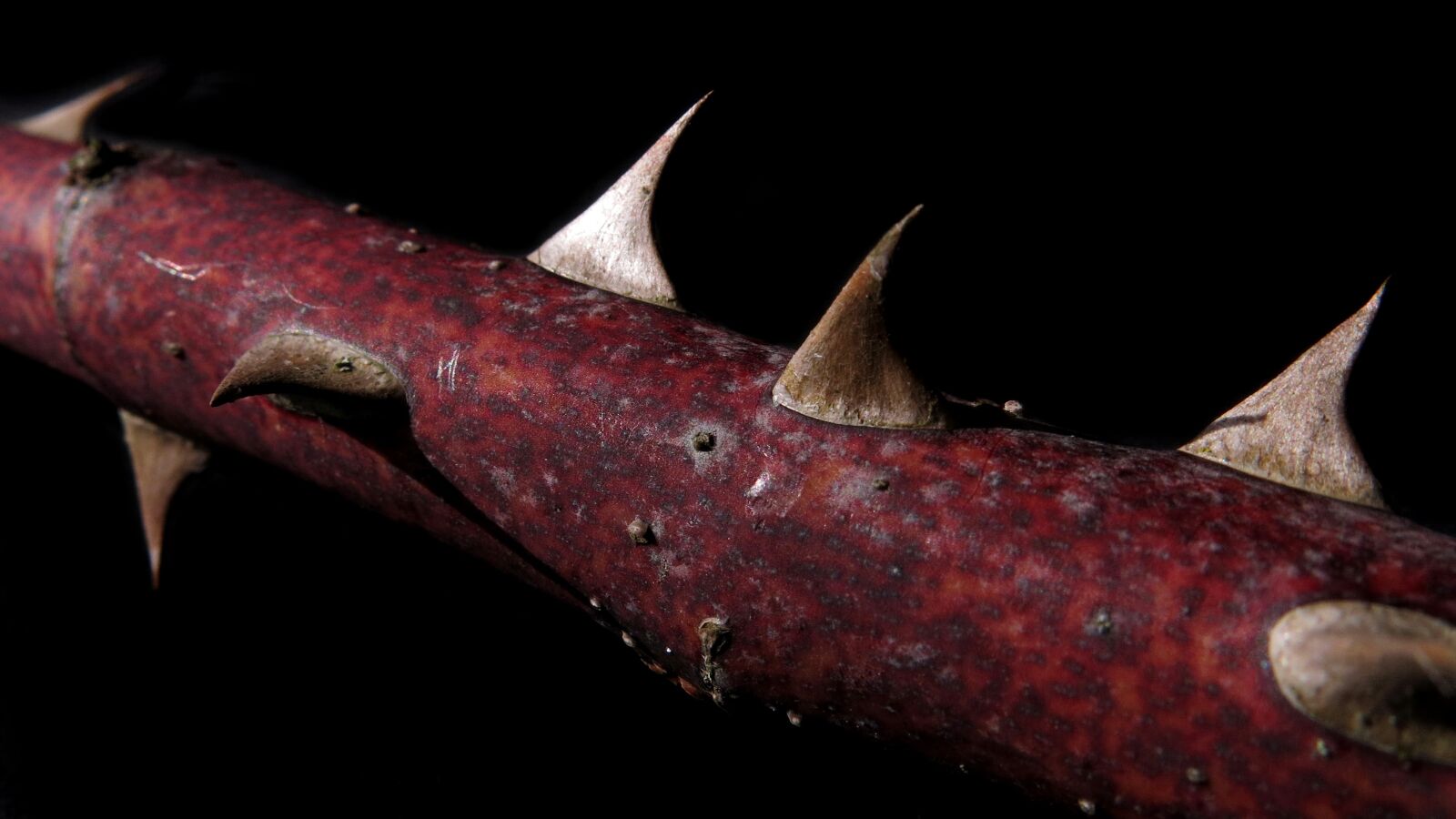 Canon PowerShot G15 sample photo. Rose thorns, branch, nature photography