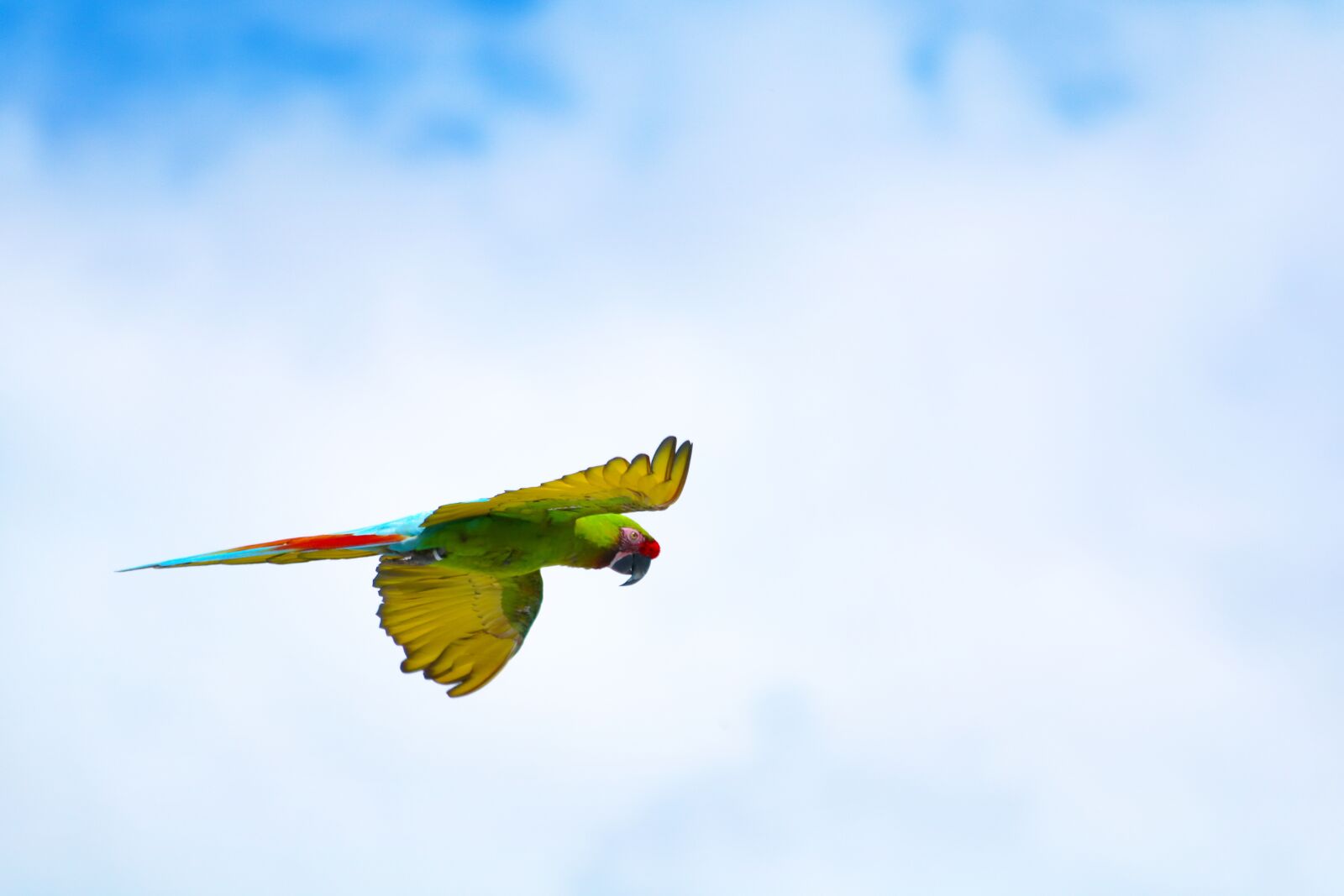 Canon EOS 750D (EOS Rebel T6i / EOS Kiss X8i) + Canon EF 70-300mm F4-5.6 IS USM sample photo. Parrot, bird, fly photography