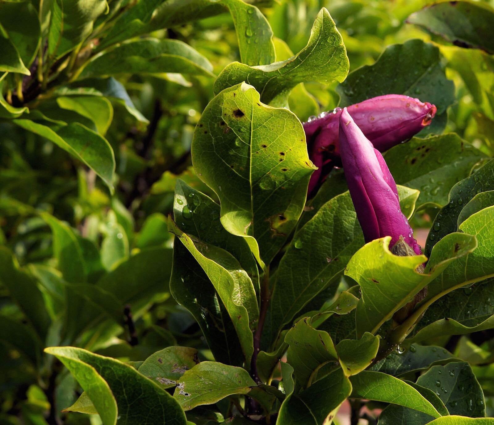 Sony SLT-A58 + Sony DT 30mm F2.8 Macro SAM sample photo. Magnolia, blossom, bloom photography