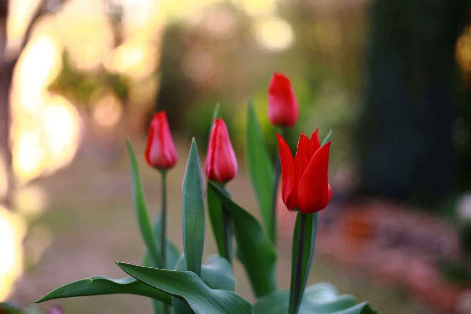 Canon EOS RP + Canon EF 50mm F1.8 STM sample photo. Tulip, red, spring photography