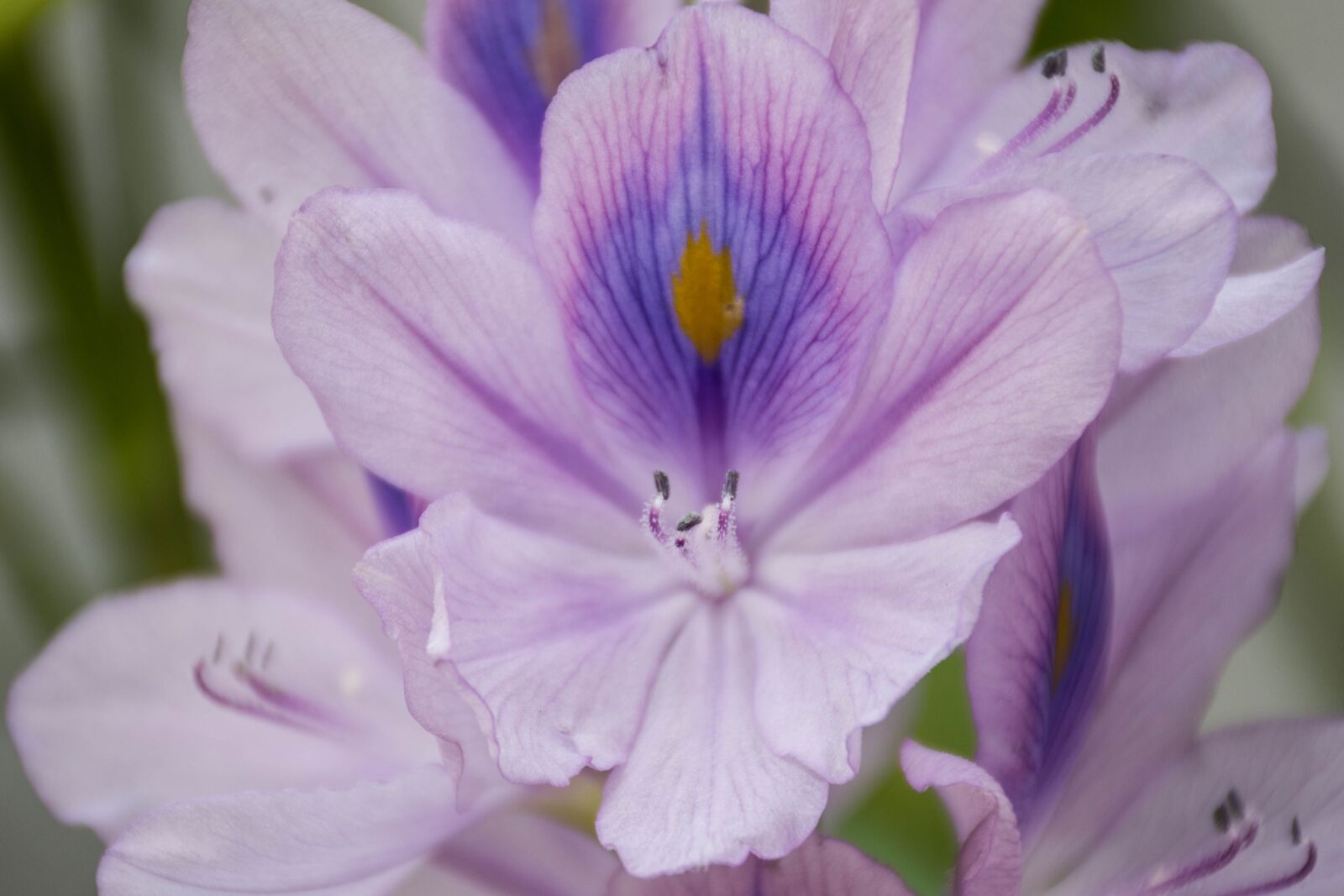 Nikon D7200 sample photo. Orchid, purple, lotus photography