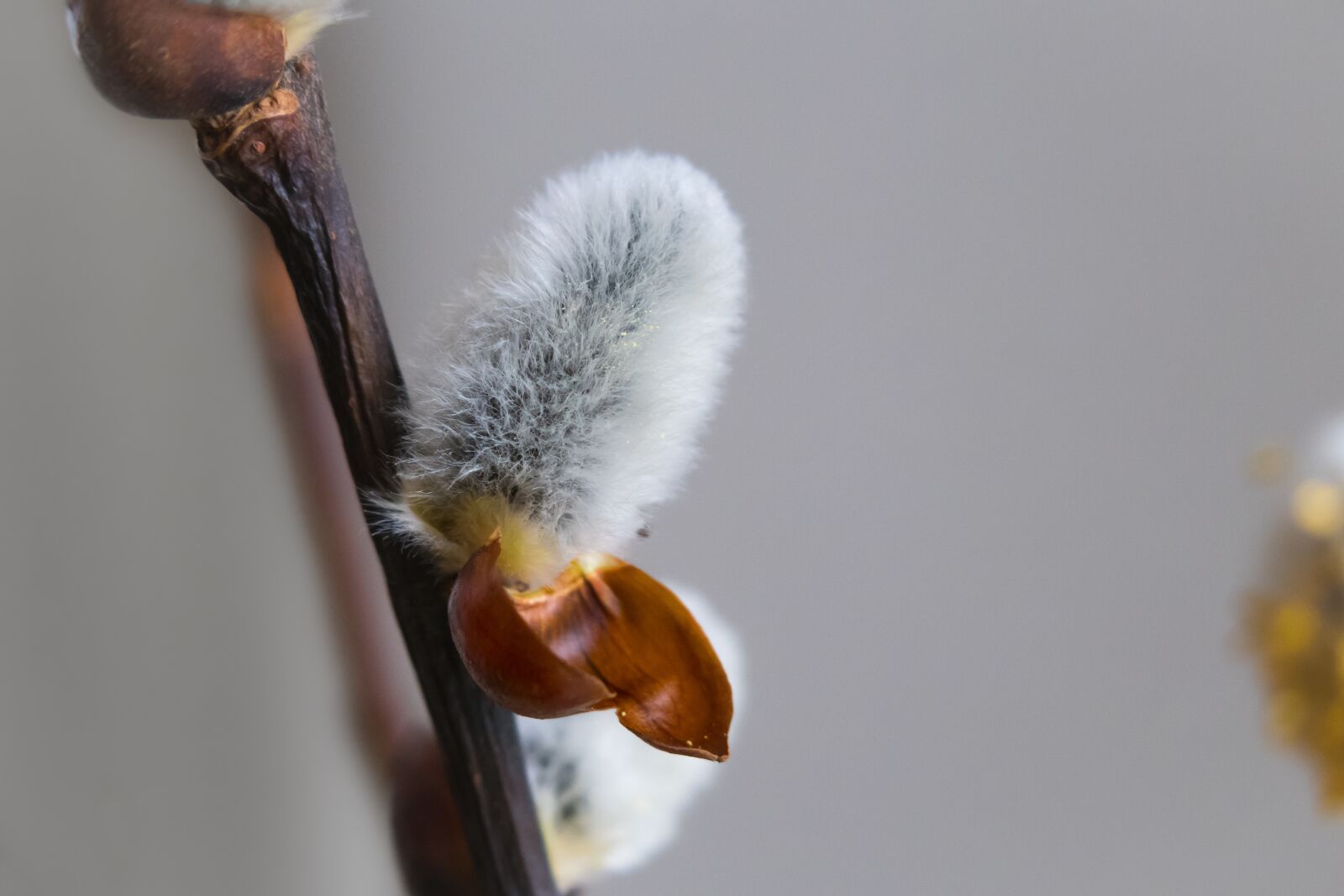 Canon PowerShot G3 X sample photo. Willow catkins, kitten, branch photography
