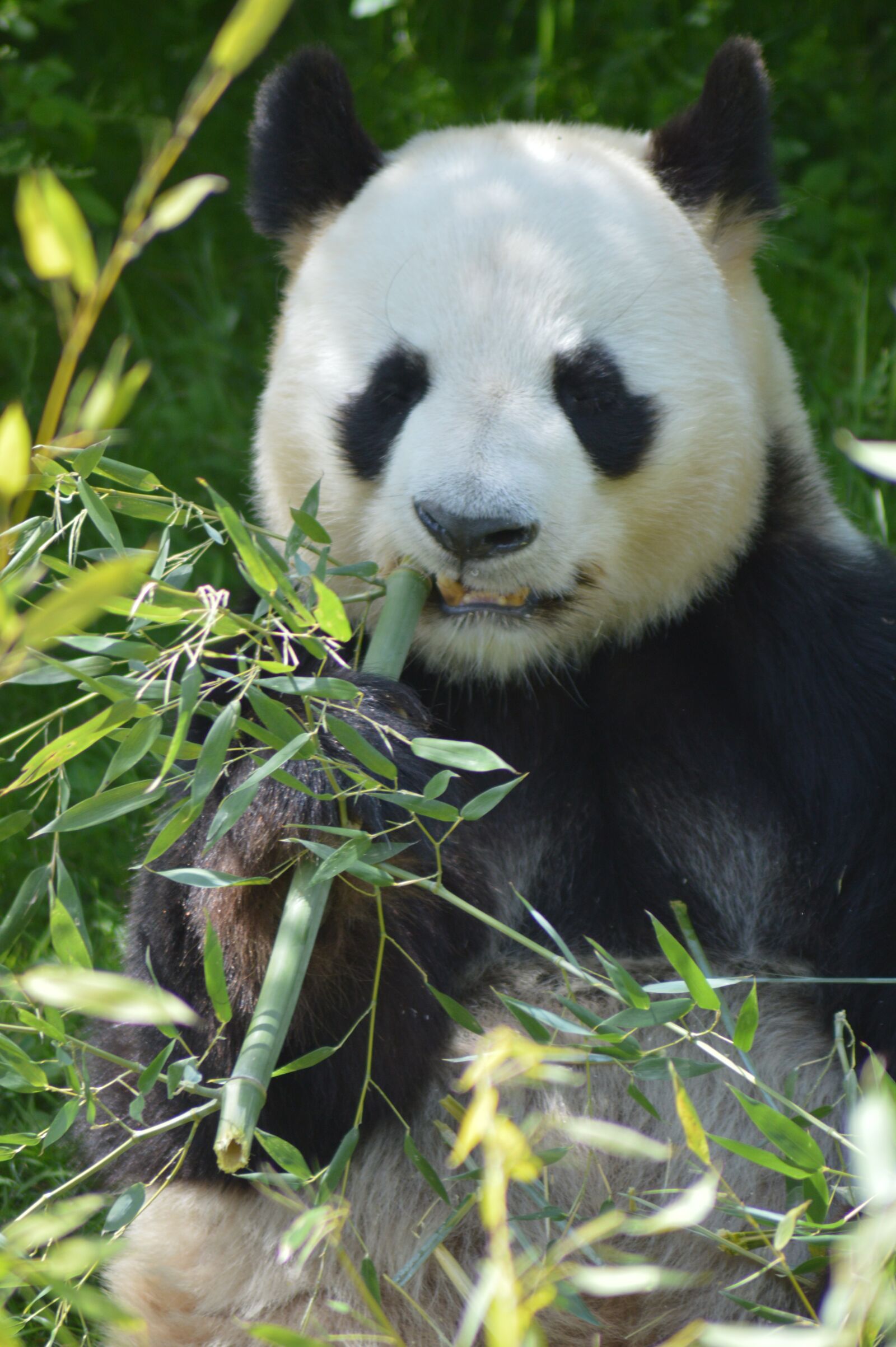 Nikon D3200 sample photo. Panda, forest, wildlife photography