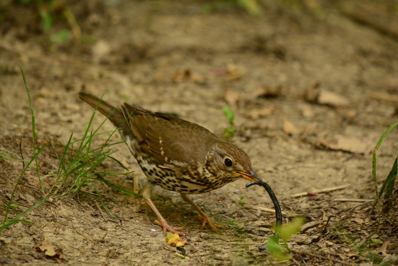 Nikon D7100 sample photo