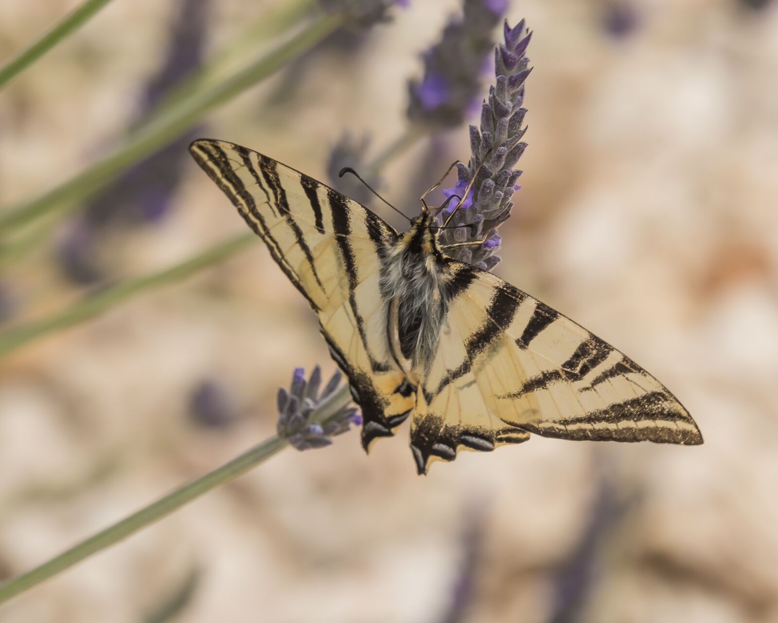 Nikon D810 sample photo. Butterfly, wings, swallowtail photography