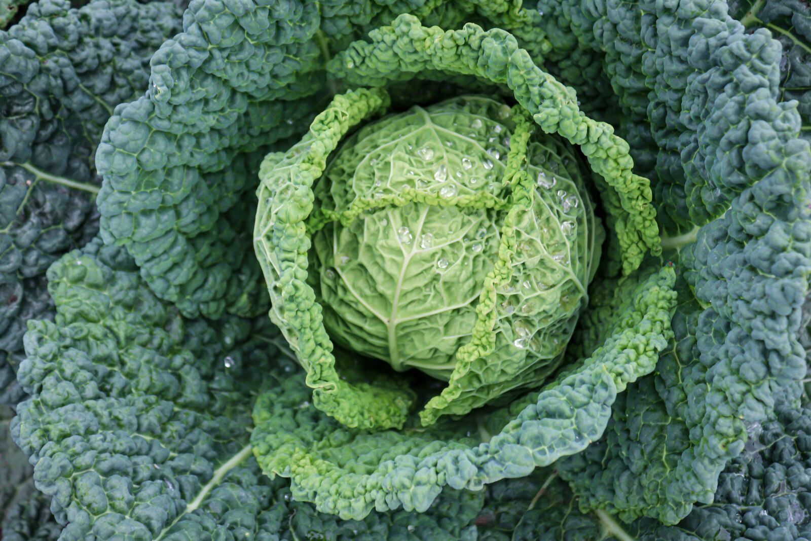 Canon EOS 200D (EOS Rebel SL2 / EOS Kiss X9) sample photo. Savoy, plant, vegetables photography