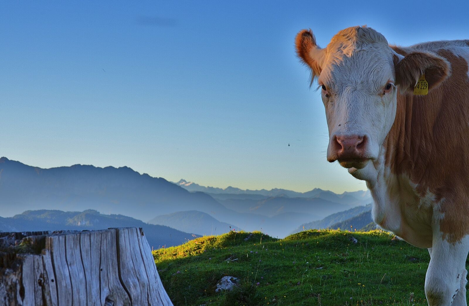 Nikon D5100 sample photo. Cow, mountains, alpine photography