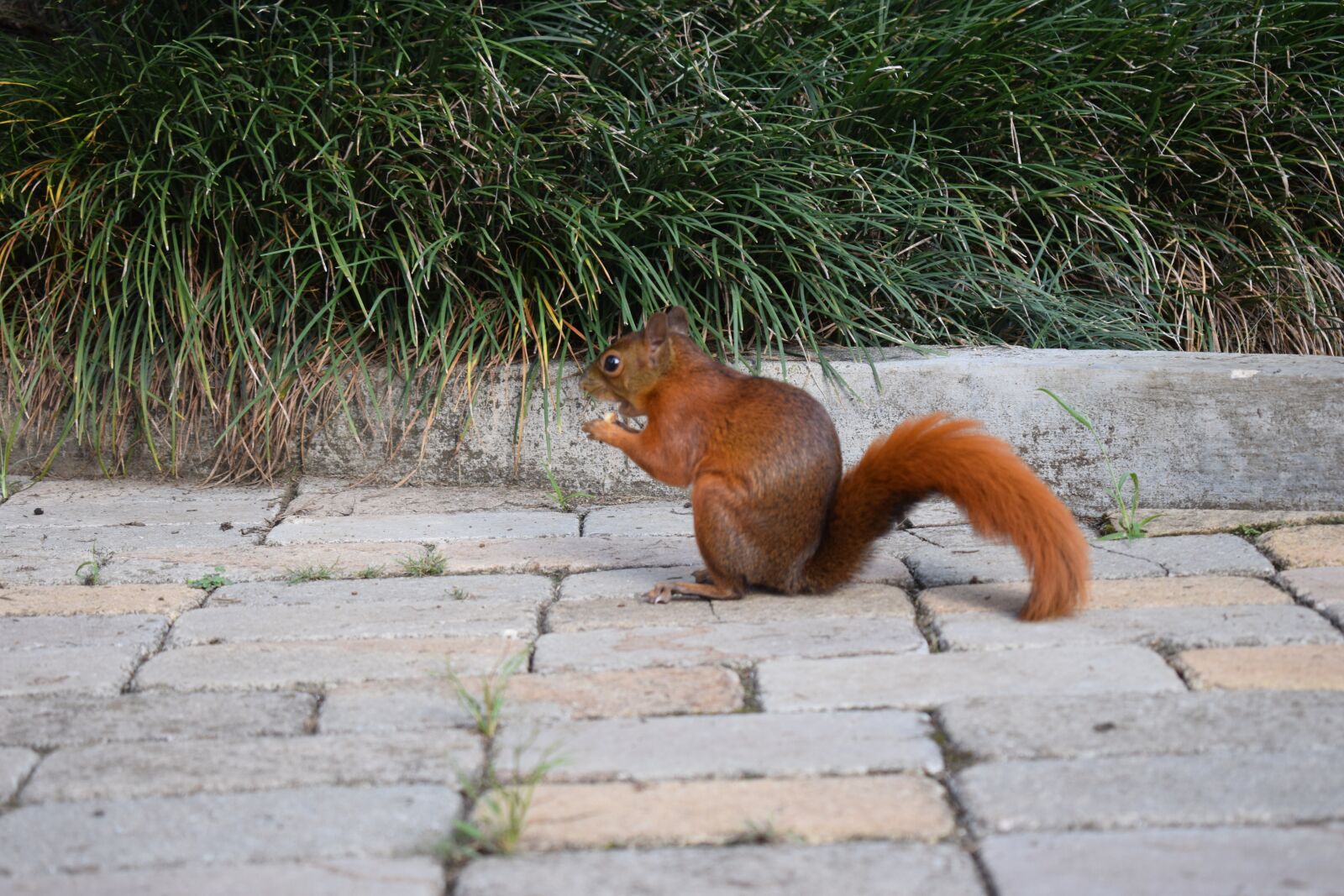 Nikon D5300 sample photo. Squirrel, animals, rodent photography