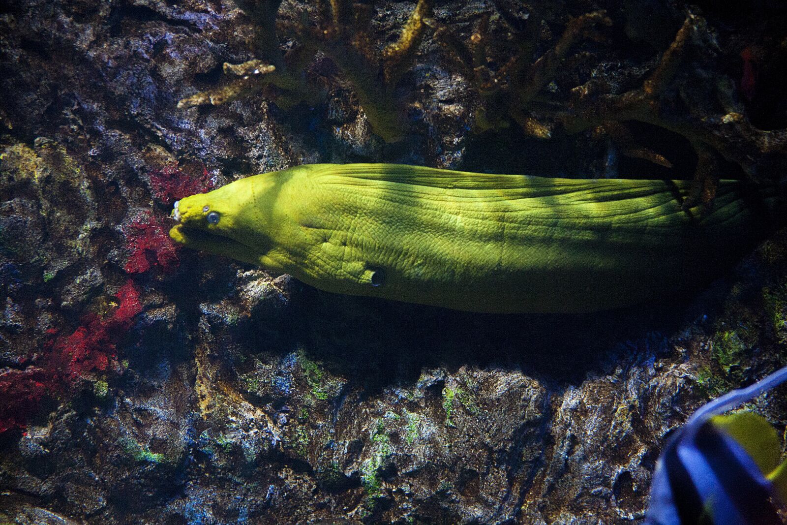 Canon EOS 5D + Canon EF 28-200mm F3.5-5.6 USM sample photo. Moray, eel, reef photography
