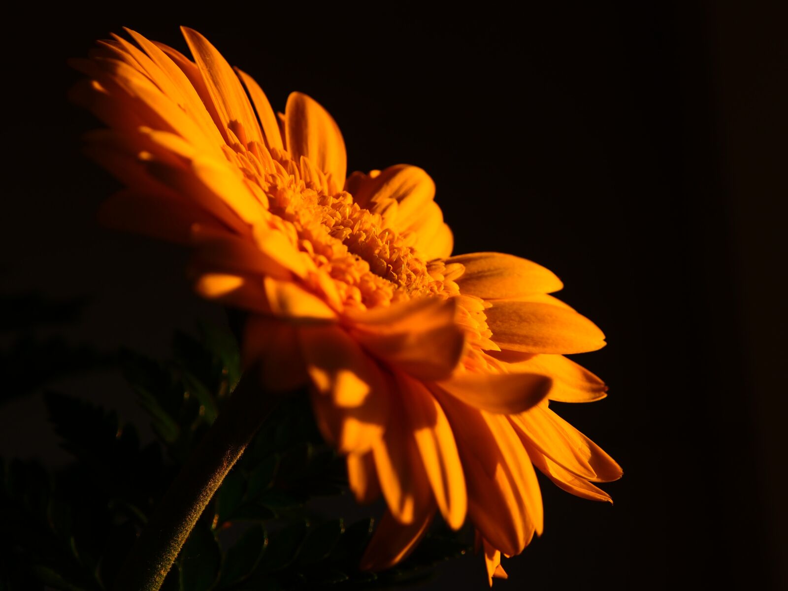 Olympus OM-D E-M5 sample photo. Flower, yellow, nature photography