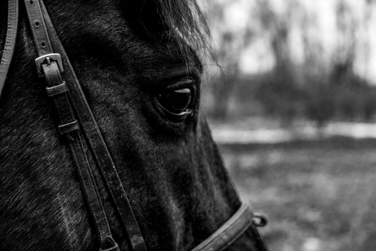 Panasonic Lumix DMC-LX100 sample photo. Horse, eye, animal photography