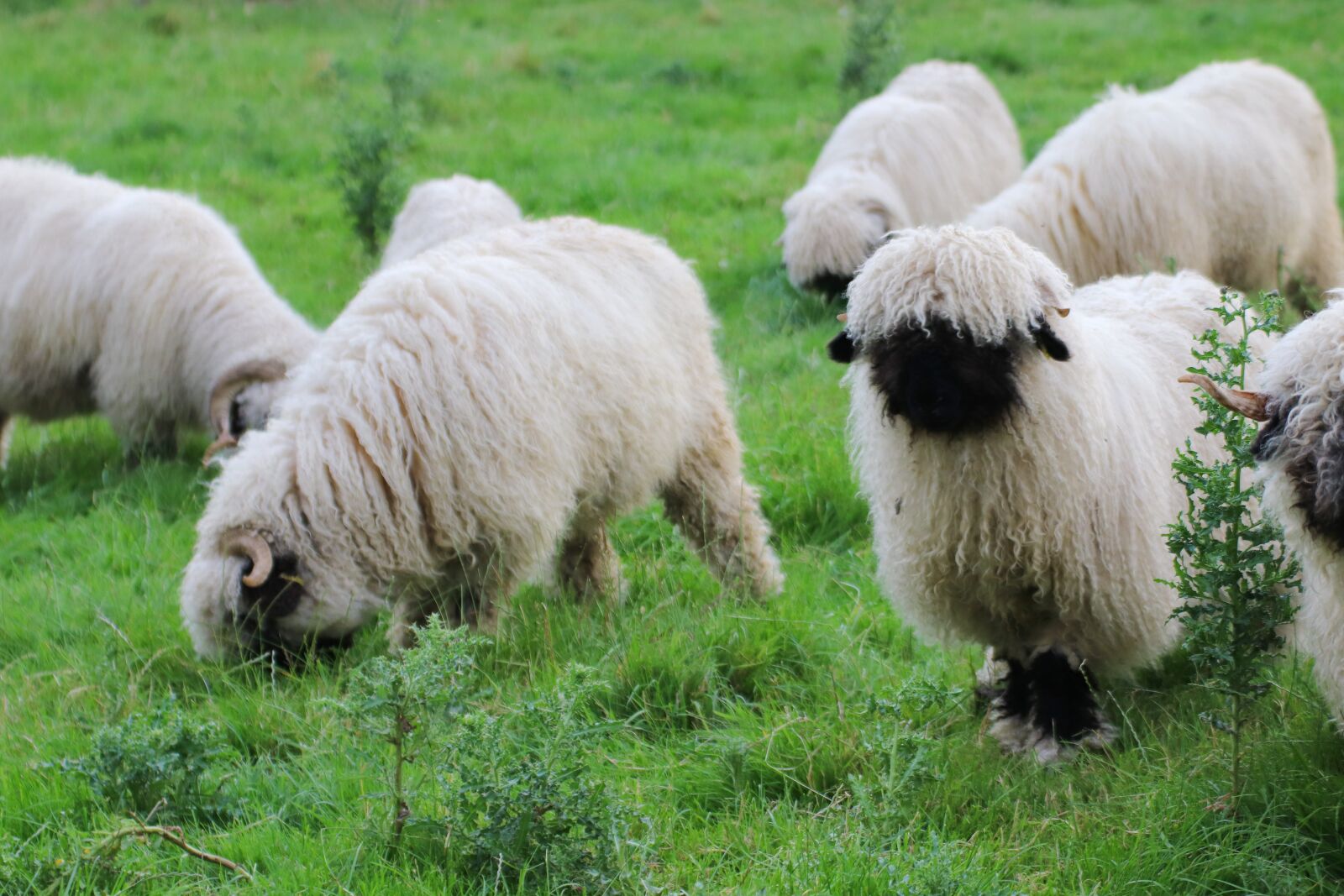 Canon EOS 800D (EOS Rebel T7i / EOS Kiss X9i) sample photo. Sheep, animal, wool photography