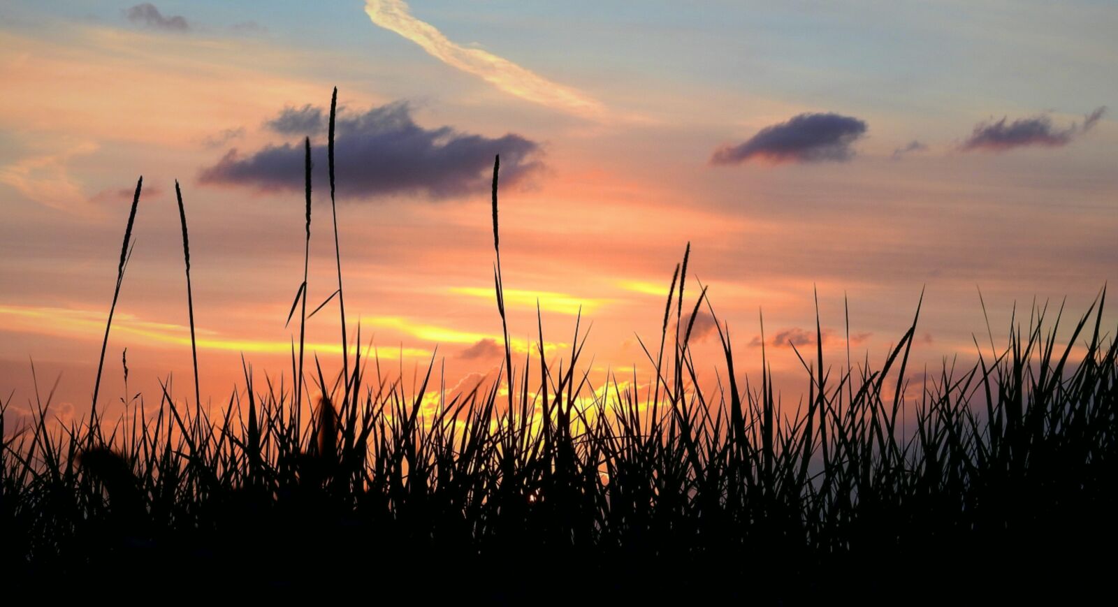 Nikon Coolpix P900 sample photo. Sunset, grass, twilight photography