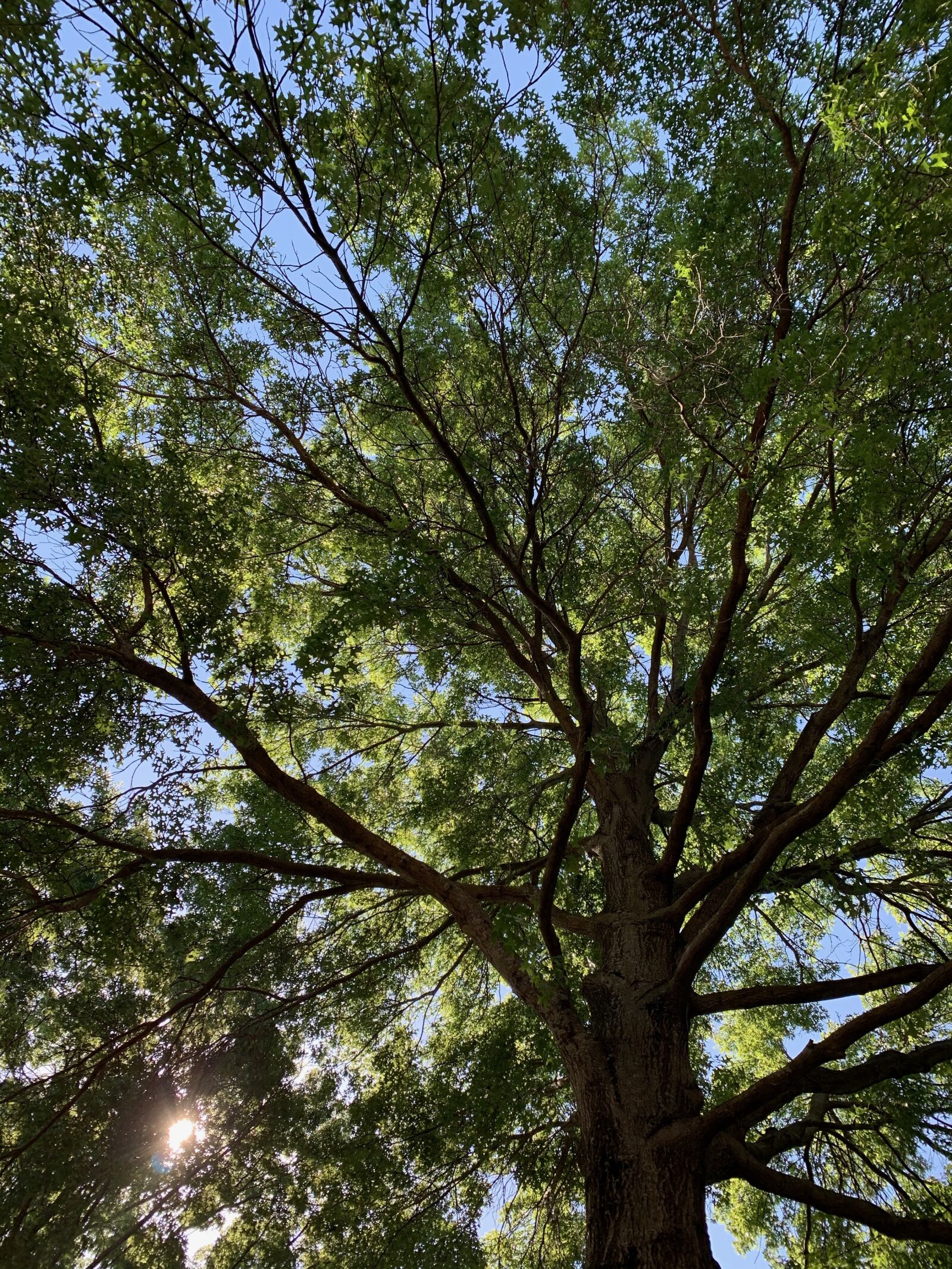 iPhone XS back dual camera 4.25mm f/1.8 sample photo. Tree, sun, nature photography