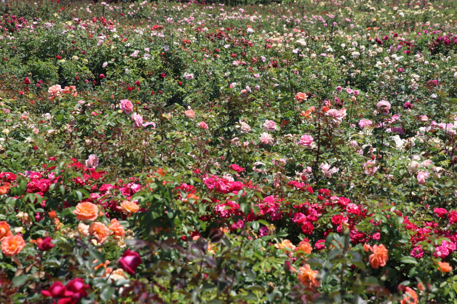Canon EOS 7D Mark II sample photo. Colorful, field, of, flowers photography