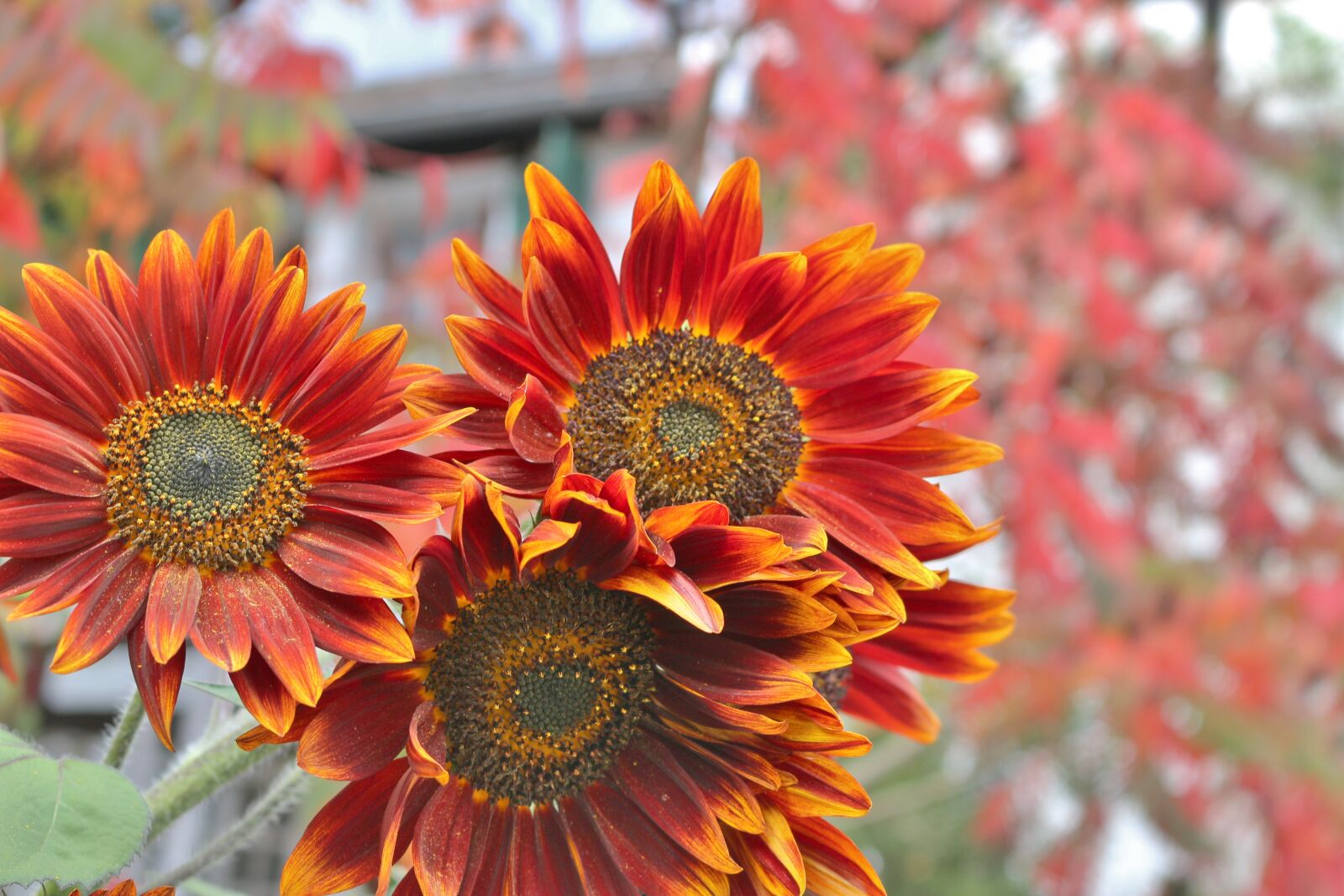 Canon EOS 100D (EOS Rebel SL1 / EOS Kiss X7) sample photo. Rösrath, cologne, sunflower photography