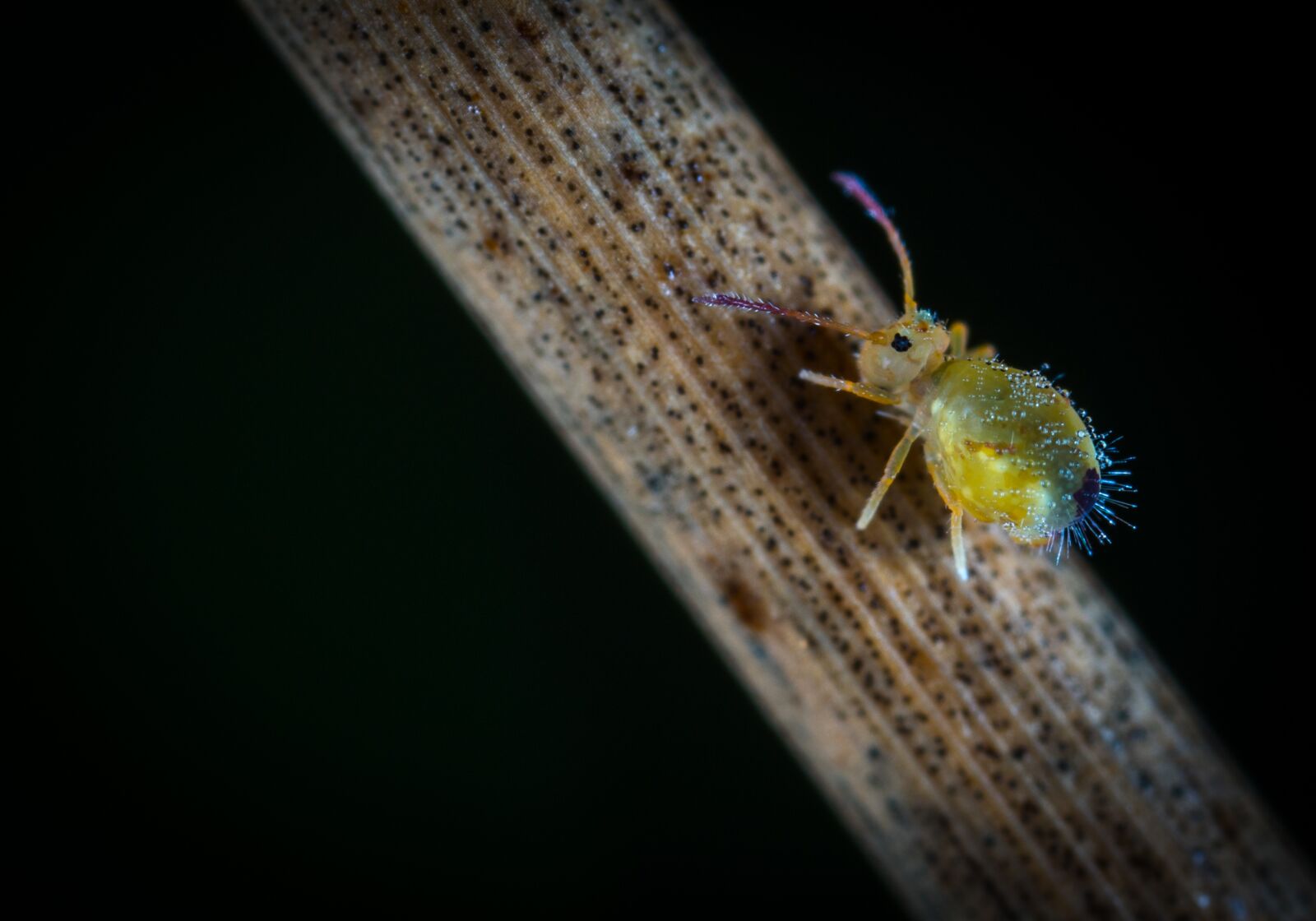 #124 65/2.8 sample photo. Insect, bespozvonochnoe, animals photography