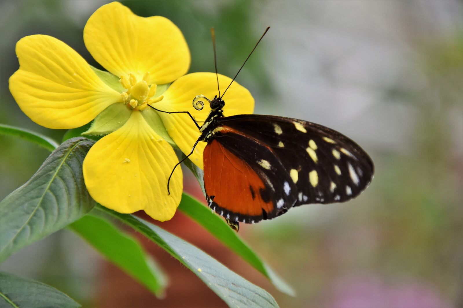 Nikon D7200 sample photo. Painted lady, butterfly, tropical photography