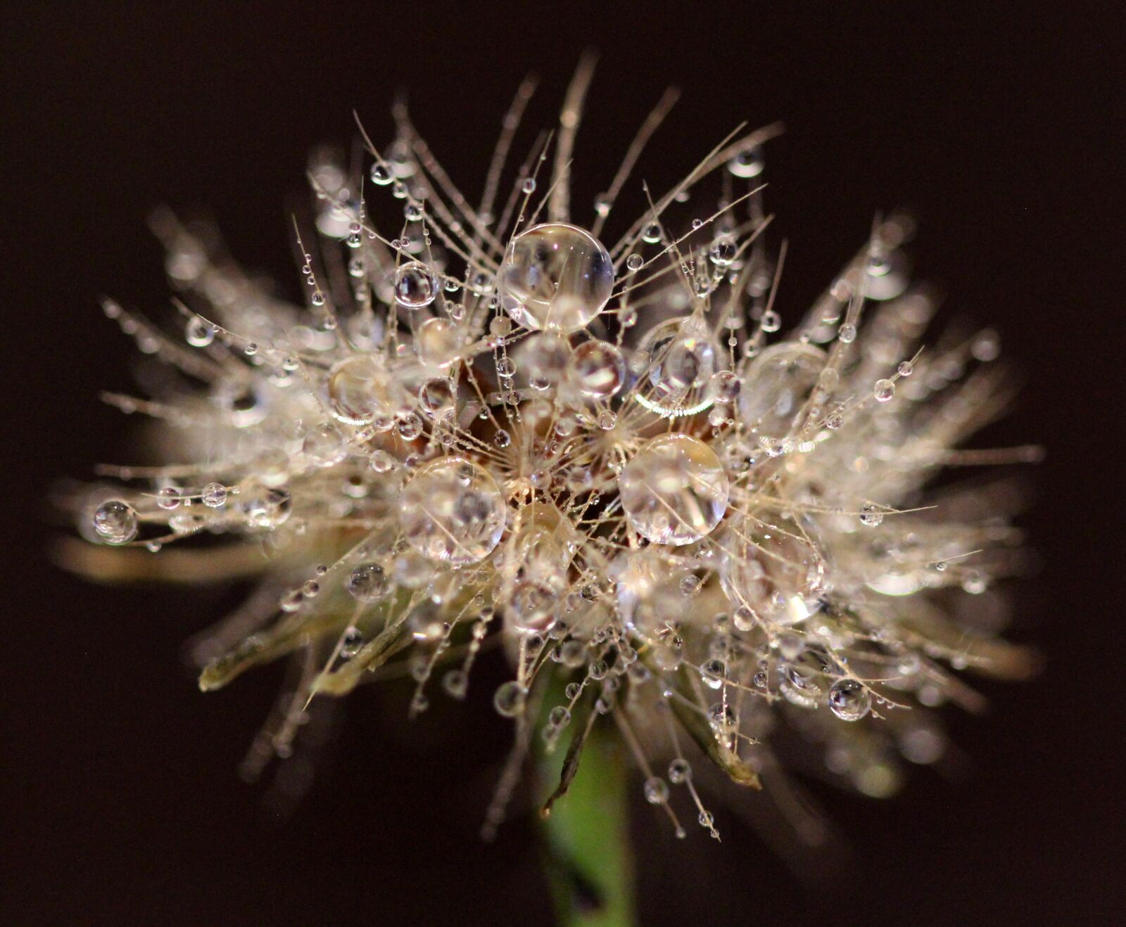 Canon EOS 600D (Rebel EOS T3i / EOS Kiss X5) + Canon EF 100mm F2.8 Macro USM sample photo. Frozen, dewdrops, morning photography