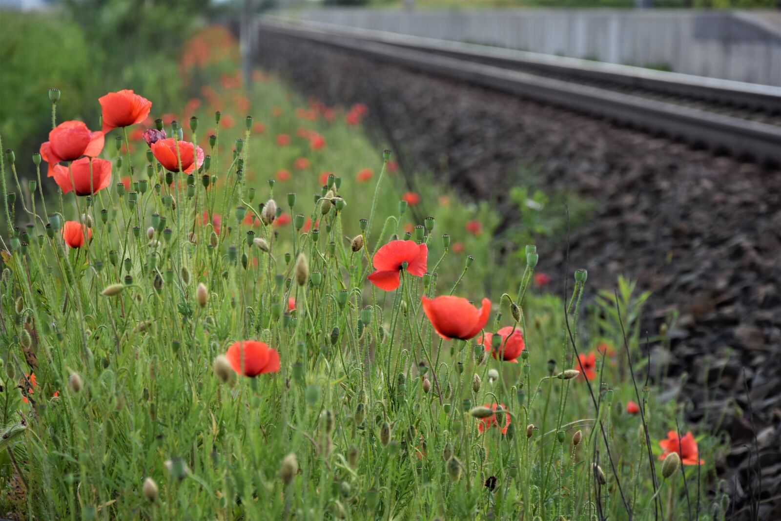 Nikon D3300 sample photo. Red poppy near railway photography