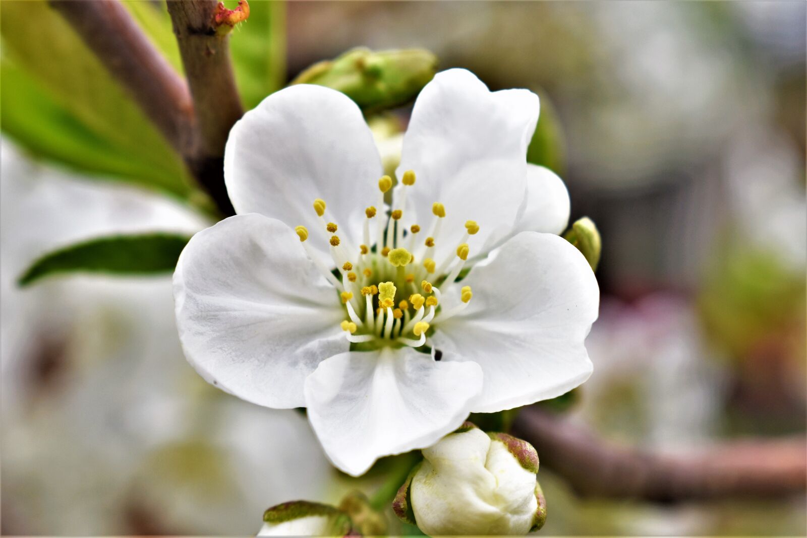 Nikon D5500 sample photo. Spring, blossom, season photography