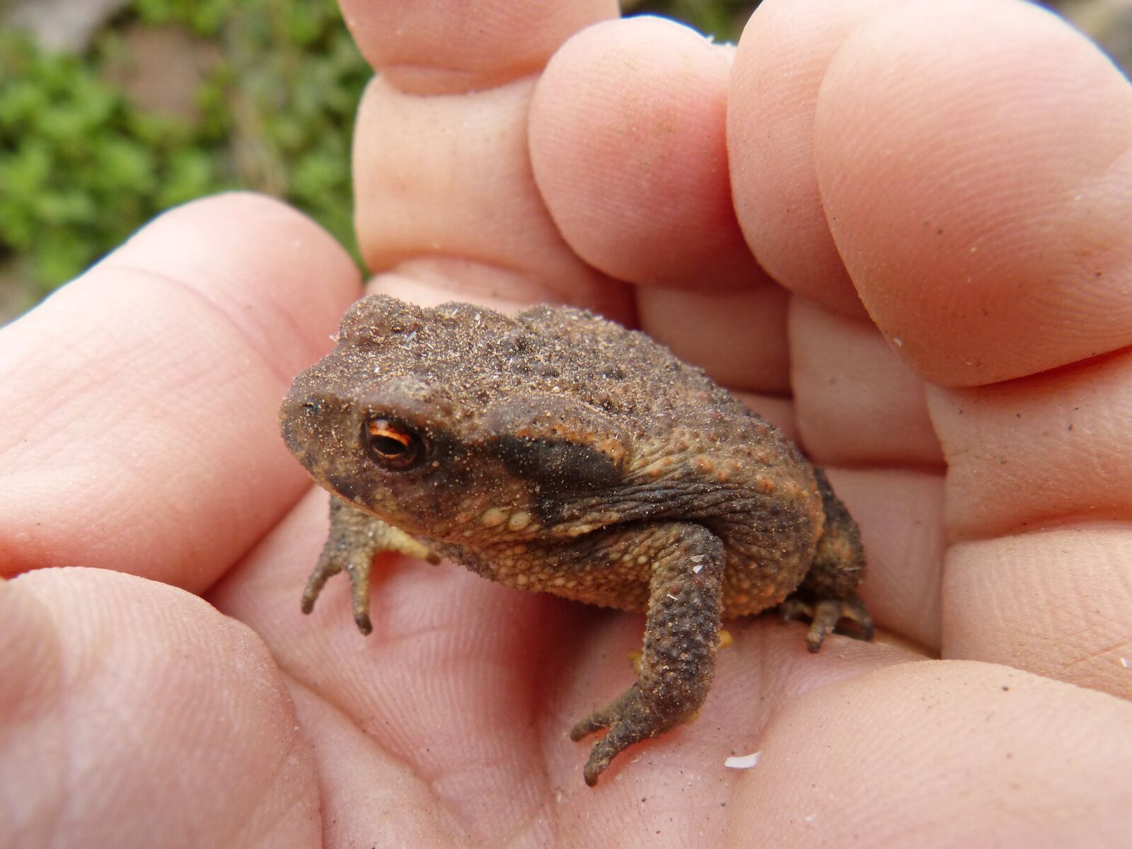 Panasonic DMC-FZ62 sample photo. Toad, sapito, batrachian photography