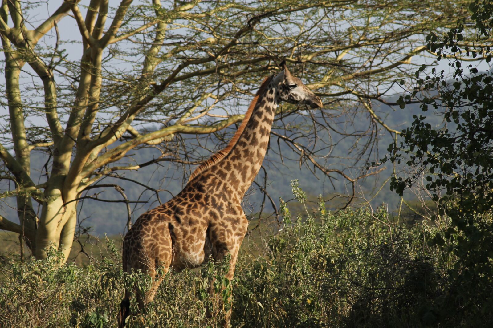Canon EOS 1100D (EOS Rebel T3 / EOS Kiss X50) sample photo. Africa, vacations, nature photography