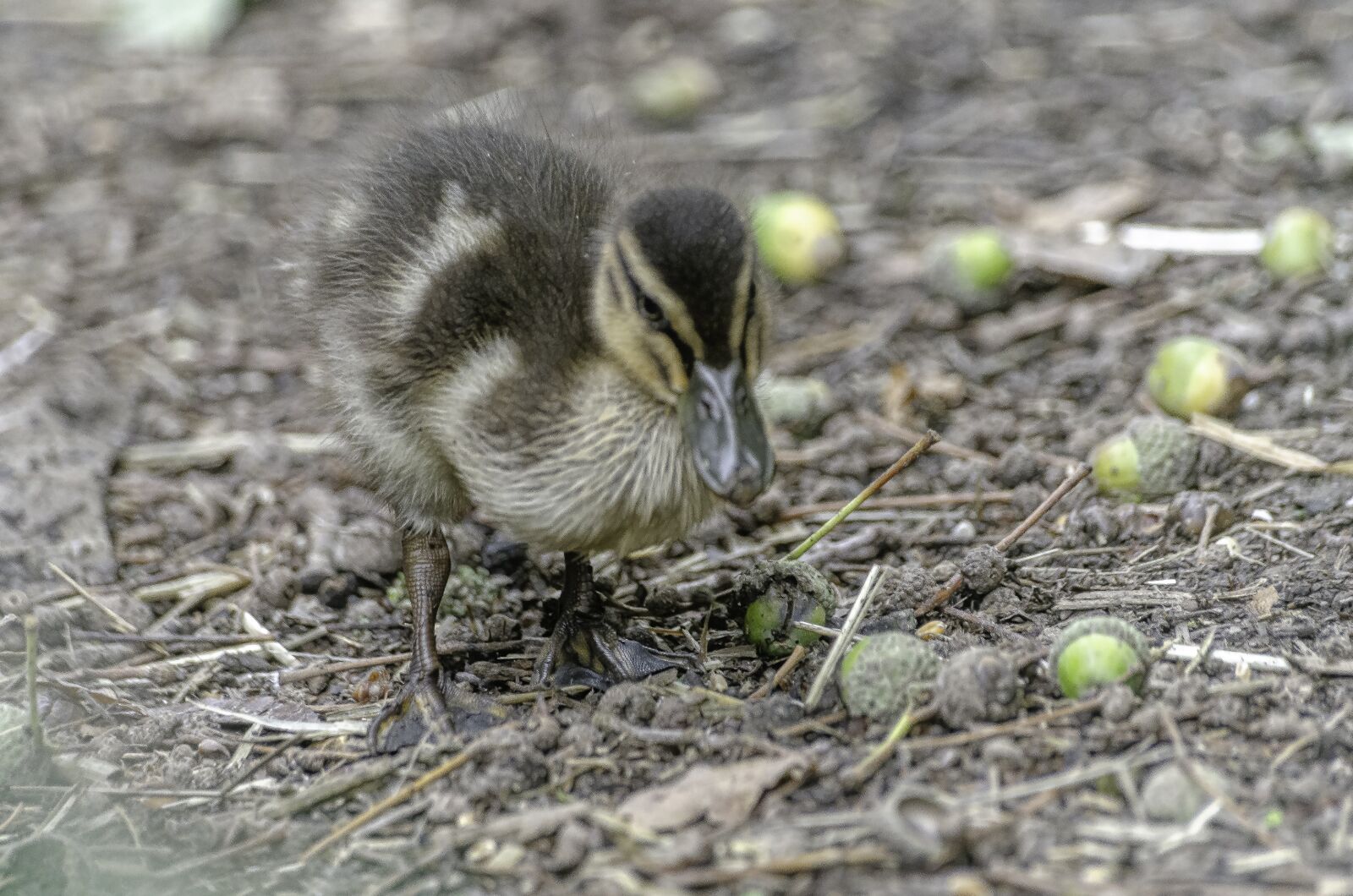 Nikon D7000 sample photo. Duckling, baby, animal photography