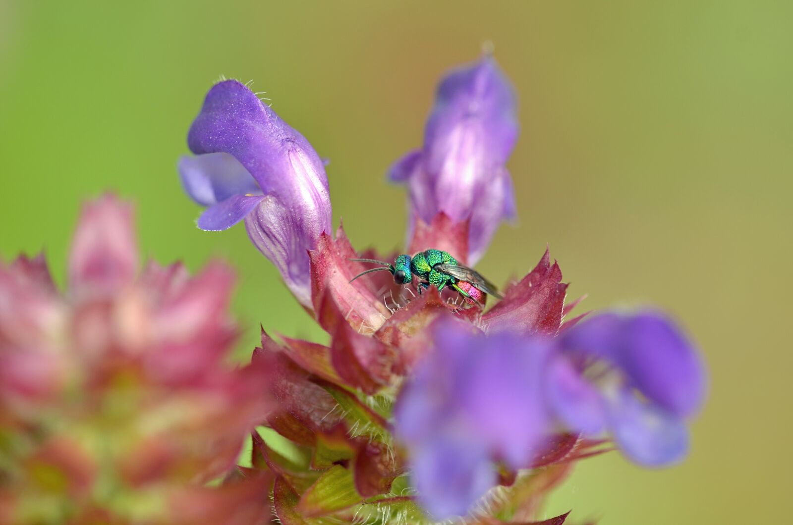 Nikon D5100 sample photo. Blossom, bloom, insect photography