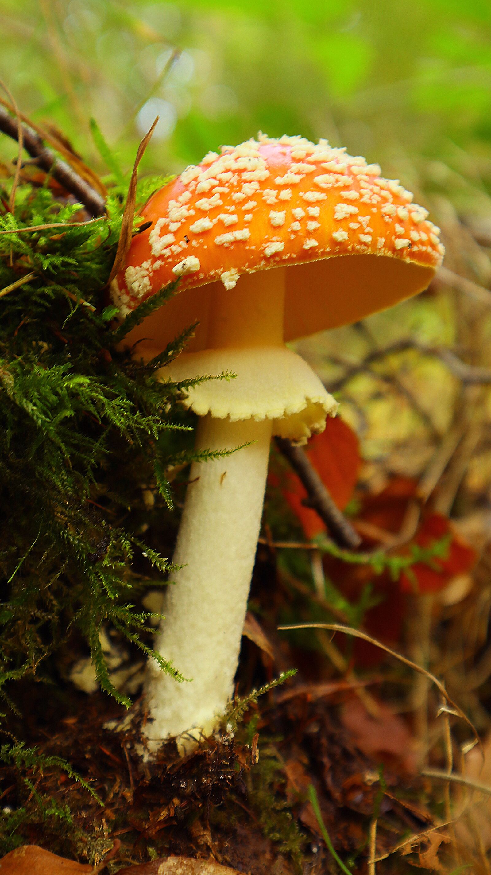 Canon EF-M 15-45mm F3.5-6.3 IS STM sample photo. Mushroom, forest, nature photography