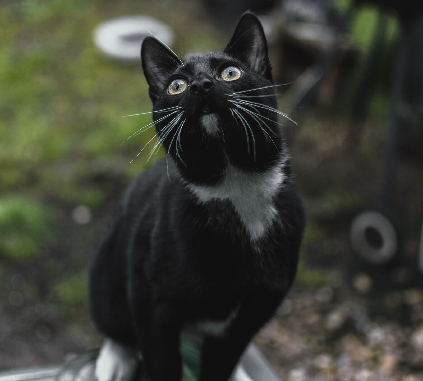 Nikon D3200 sample photo. Cat, animals, nature photography